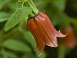 La_Palma_Lanzarote_2003-2004-008